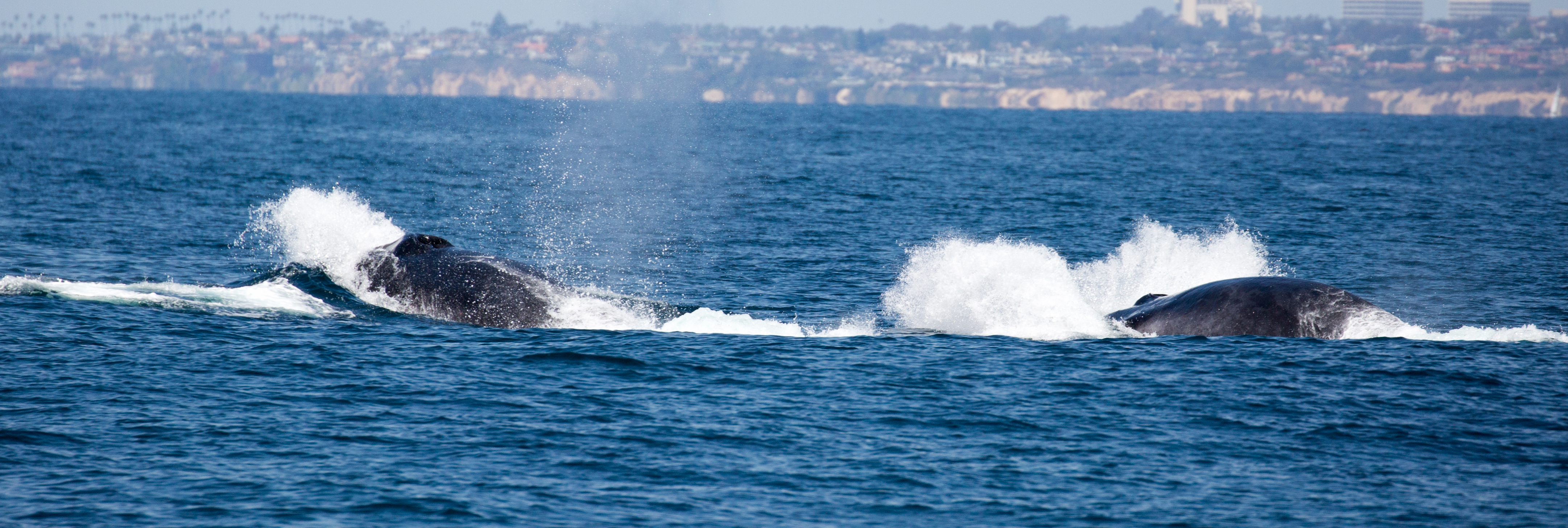 finback-whale-watching-long-beach-tours