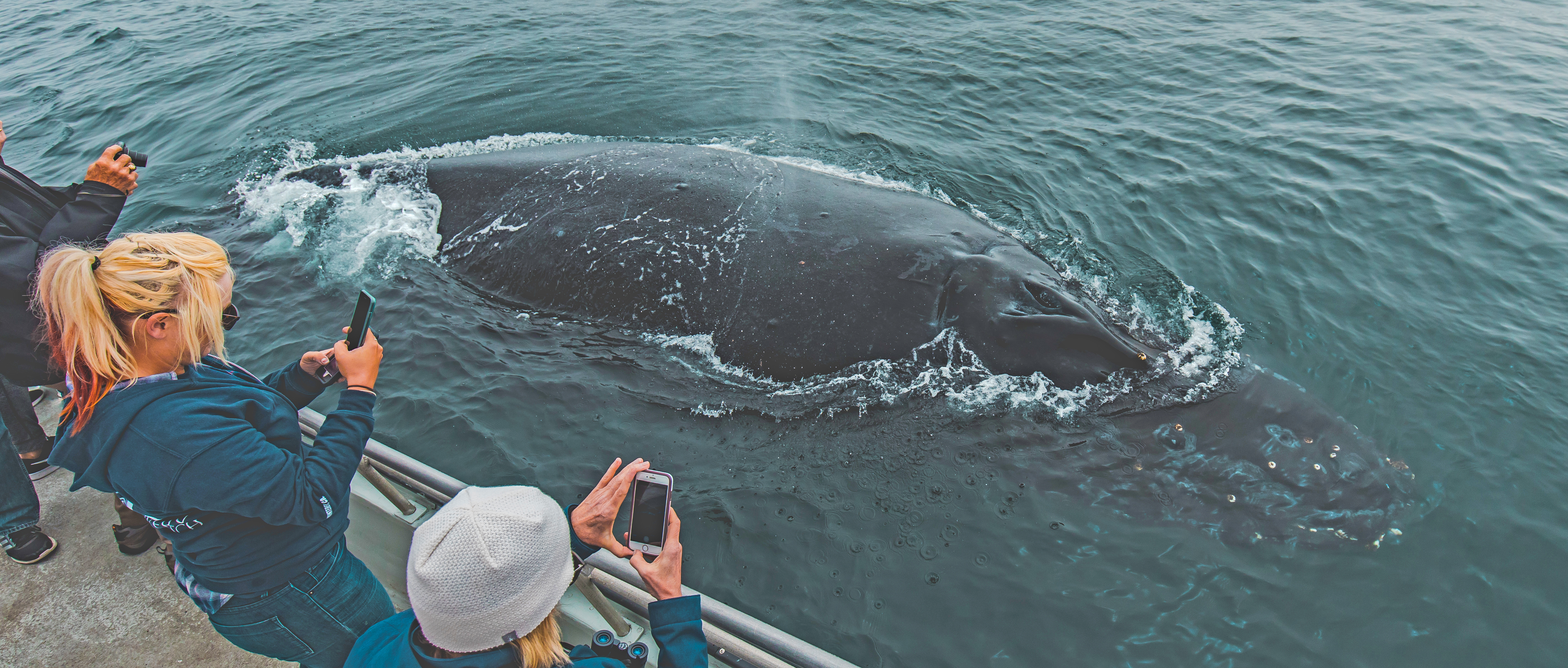 long-beach-humpback-whale-watch
